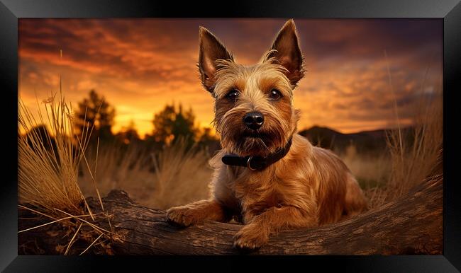 Australian Terrier  Framed Print by K9 Art