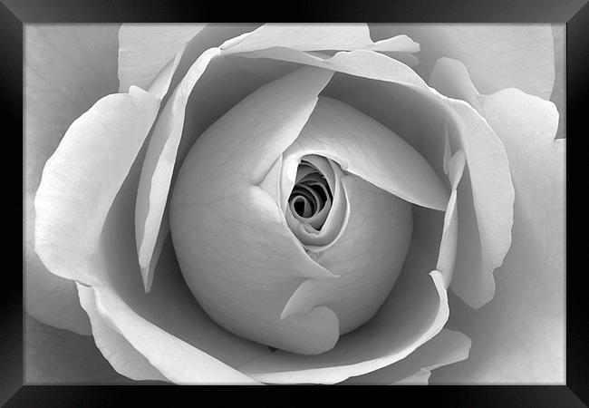 Black and White Floral Wall Art Framed Print by Natalie Kinnear