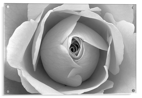 Black and White Floral Wall Art Acrylic by Natalie Kinnear