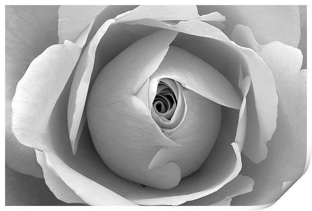 Black and White Floral Wall Art Print by Natalie Kinnear