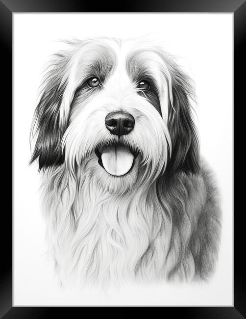 Bearded Collie Pencil Drawing Framed Print by K9 Art