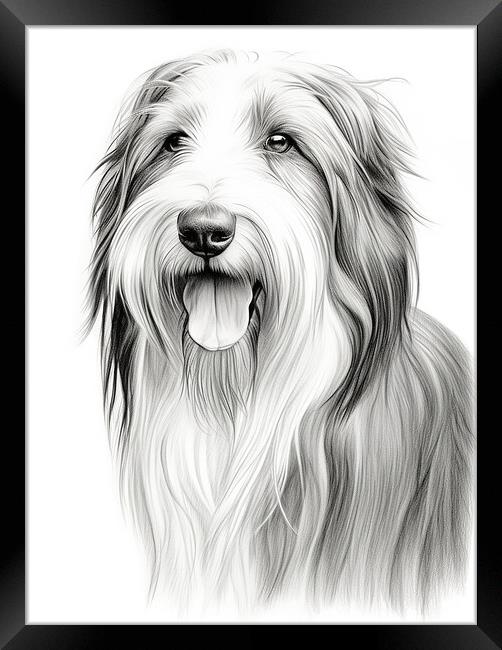 Bearded Collie Pencil Drawing Framed Print by K9 Art
