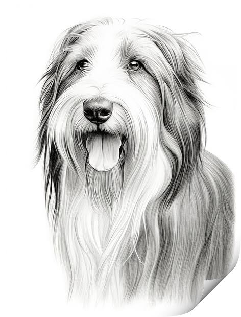 Bearded Collie Pencil Drawing Print by K9 Art