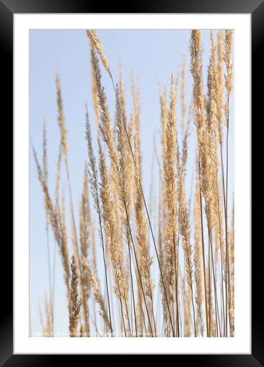 Golden Grass on Pale Blue Framed Mounted Print by Imladris 