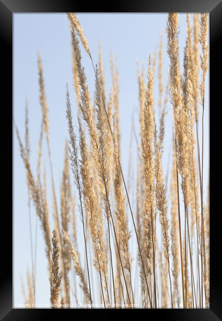 Golden Grass on Pale Blue Framed Print by Imladris 