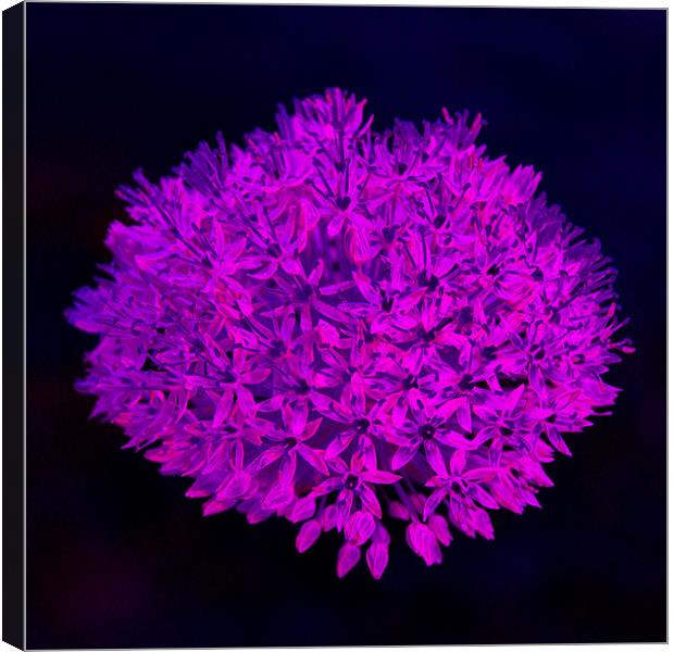 Allium flower abstract bright magenta Canvas Print by Linda More