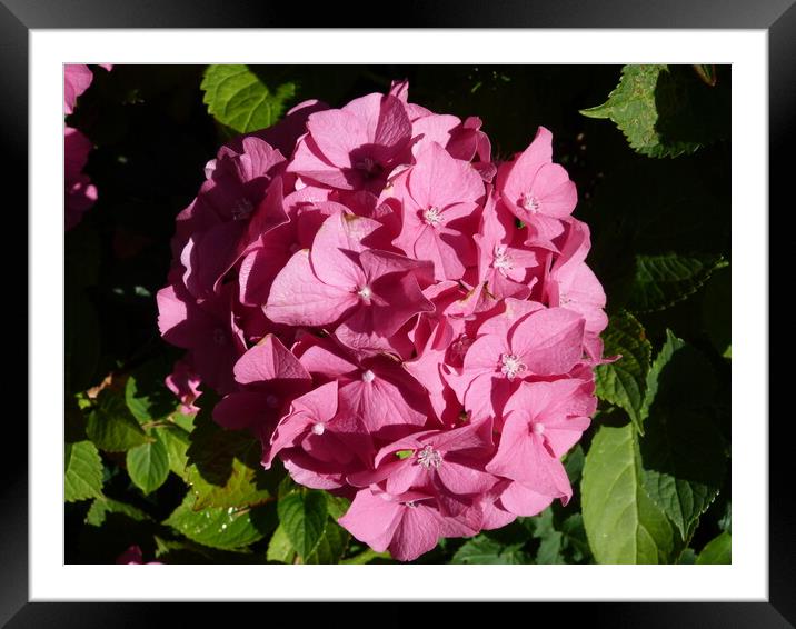 The beauty of a pink flower Framed Mounted Print by Peter Hodgson