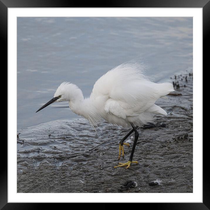 Egret Framed Mounted Print by kathy white
