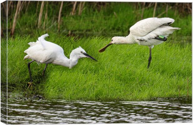 white Egret and a spoonbill Canvas Print by kathy white
