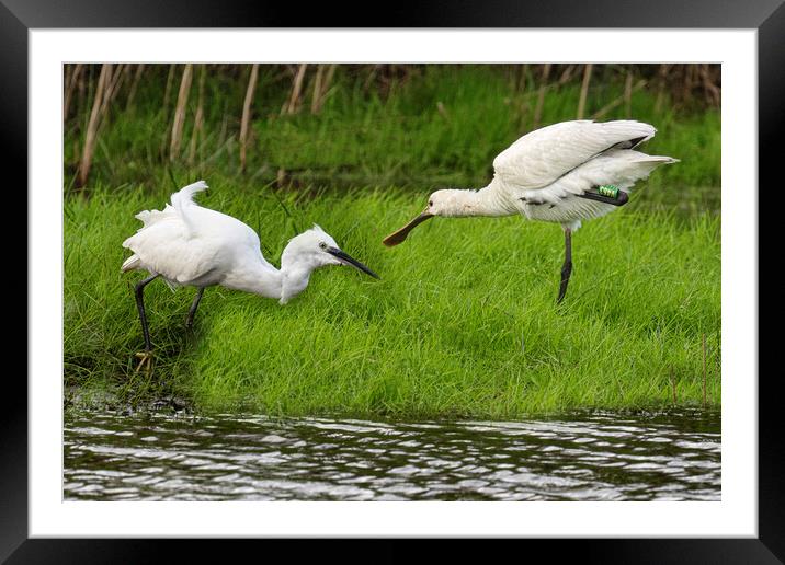 white Egret and a spoonbill Framed Mounted Print by kathy white