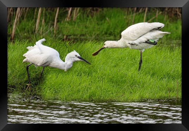 white Egret and a spoonbill Framed Print by kathy white