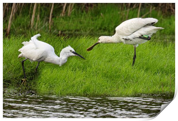 white Egret and a spoonbill Print by kathy white