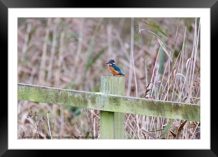 Kingfisher on a post Framed Mounted Print by Helen Reid