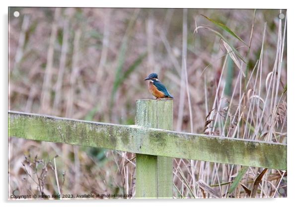 Kingfisher on a post Acrylic by Helen Reid