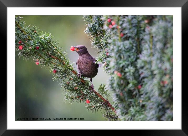 Blackbird eating a red berry on a rainy misty morning Framed Mounted Print by Helen Reid