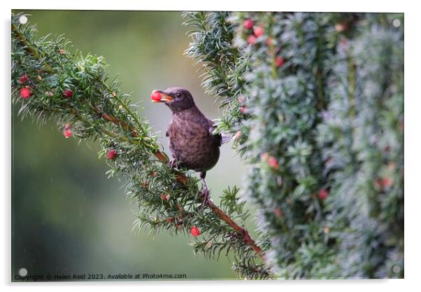 Blackbird eating a red berry on a rainy misty morning Acrylic by Helen Reid