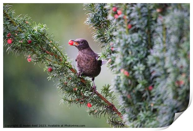 Blackbird eating a red berry on a rainy misty morning Print by Helen Reid