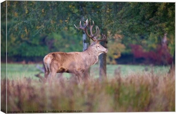 A red deer stag standing on a lush green field surrounded by Autumn colours Canvas Print by Helen Reid
