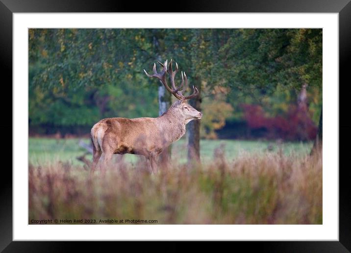 A red deer stag standing on a lush green field surrounded by Autumn colours Framed Mounted Print by Helen Reid