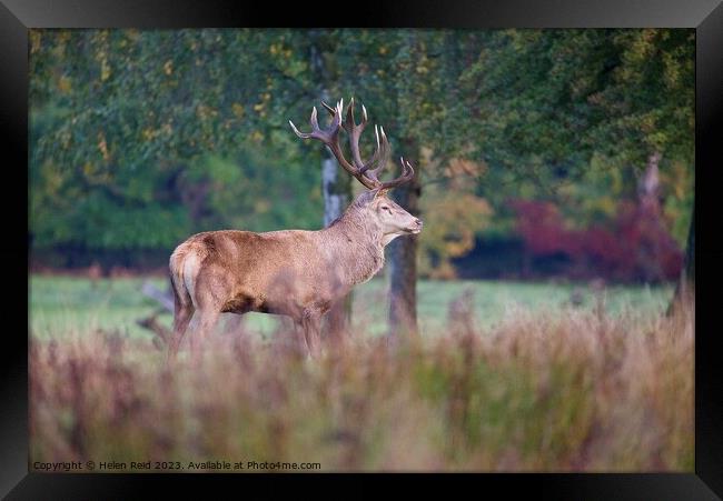 A red deer stag standing on a lush green field surrounded by Autumn colours Framed Print by Helen Reid