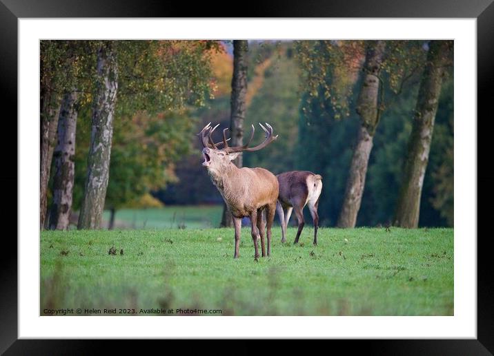 A red deer standing in a field bellowing Autumn Rut Framed Mounted Print by Helen Reid