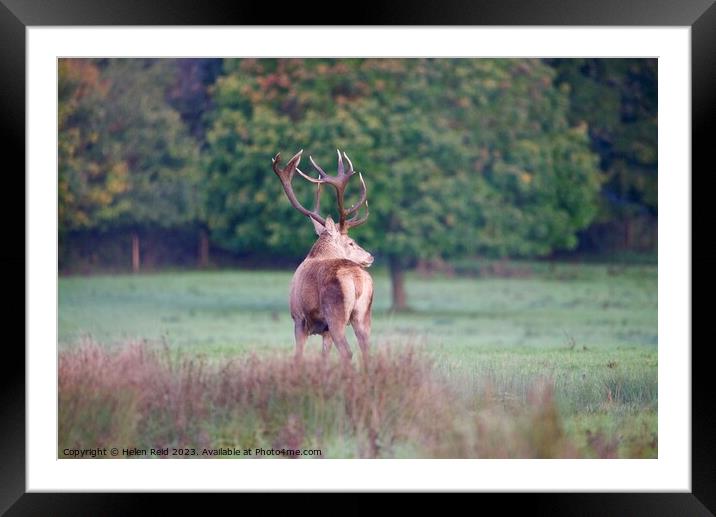 A red deer stag, stood with his head turned against autumn coloured trees  Framed Mounted Print by Helen Reid