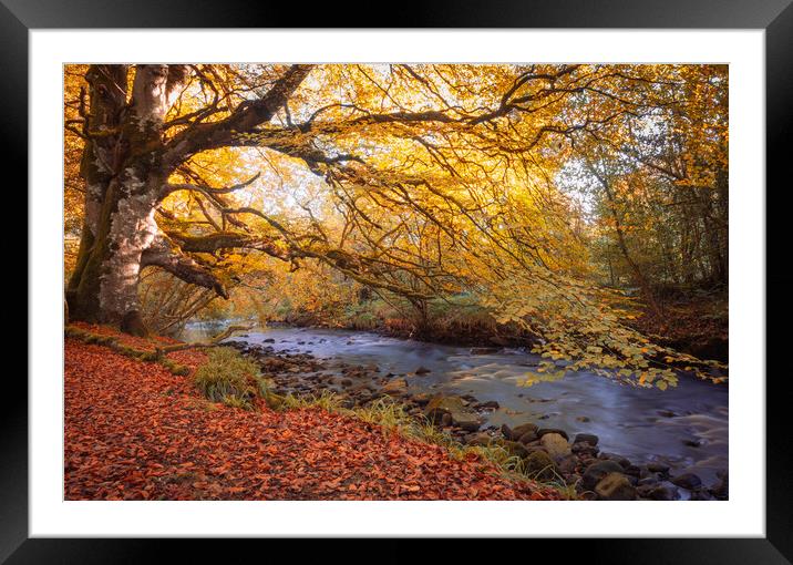 Ness Woods at Sunrise  Framed Mounted Print by Ciaran Craig