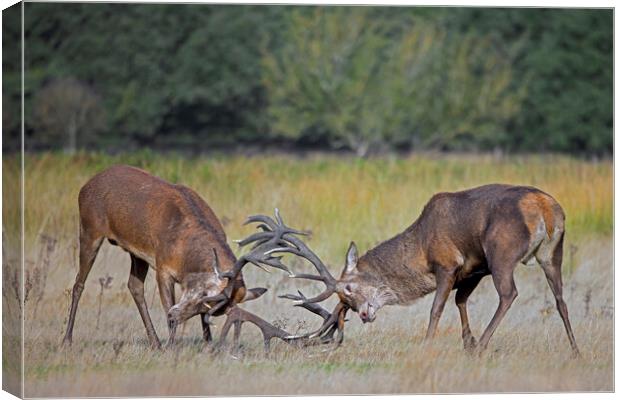 Fighting Red Deer Stags Canvas Print by Arterra 