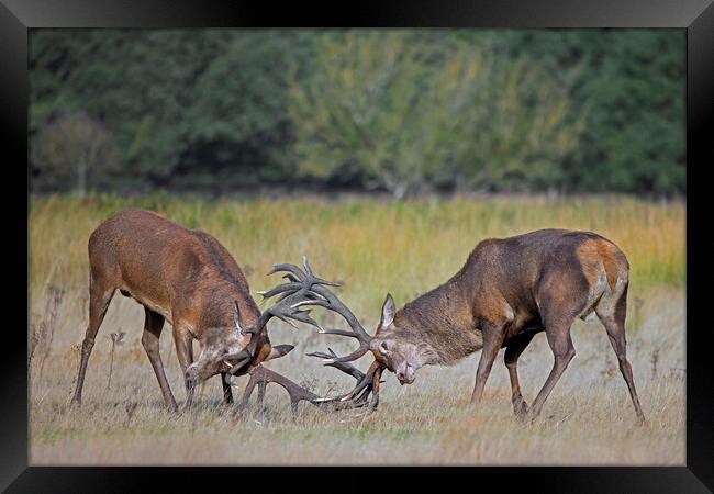 Fighting Red Deer Stags Framed Print by Arterra 