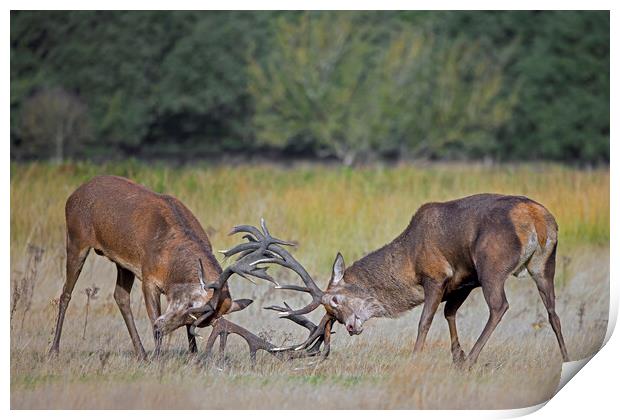 Fighting Red Deer Stags Print by Arterra 