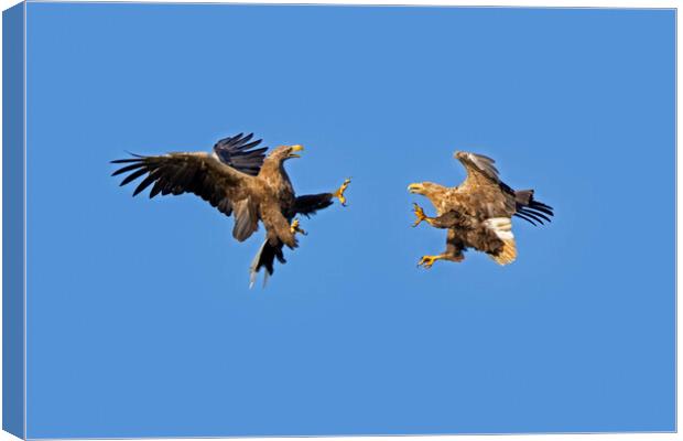 Fighting White-Tailed Sea Eagles Canvas Print by Arterra 