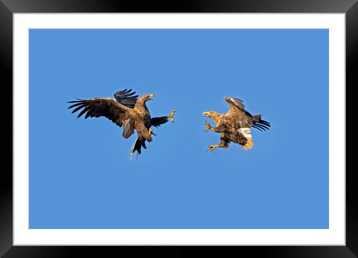 Fighting White-Tailed Sea Eagles Framed Mounted Print by Arterra 