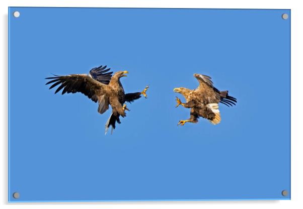 Fighting White-Tailed Sea Eagles Acrylic by Arterra 