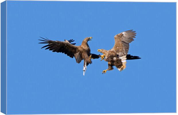 Fighting White-Tailed Eagles Canvas Print by Arterra 