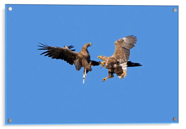 Fighting White-Tailed Eagles Acrylic by Arterra 