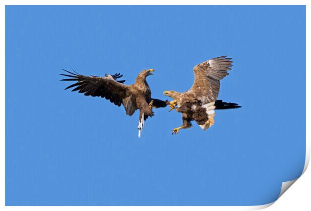Fighting White-Tailed Eagles Print by Arterra 