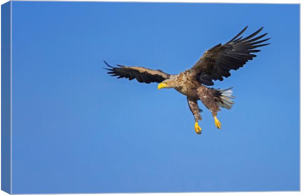Soaring White-Tailed Eagle Canvas Print by Arterra 