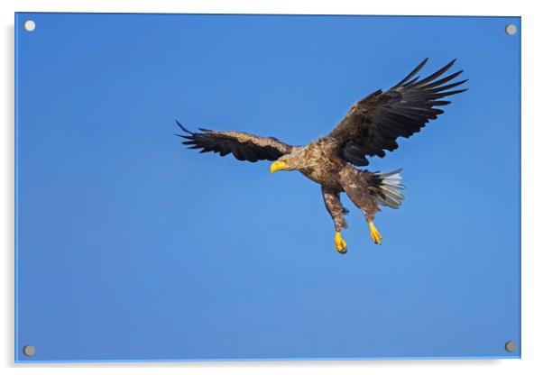 Soaring White-Tailed Eagle Acrylic by Arterra 