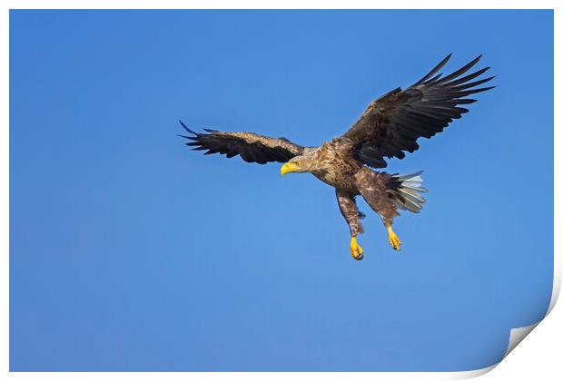 Soaring White-Tailed Eagle Print by Arterra 