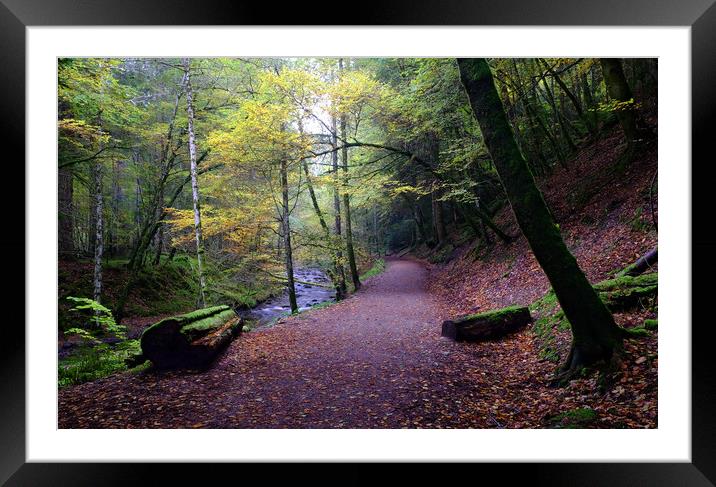 Reelig Glen Forest Walk Framed Mounted Print by Macrae Images
