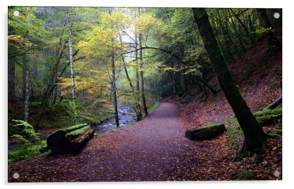 Reelig Glen Forest Walk Acrylic by Macrae Images