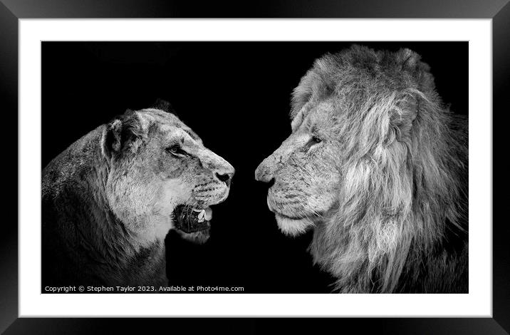 Lions  Framed Mounted Print by Stephen Taylor