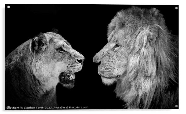 Lions  Acrylic by Stephen Taylor