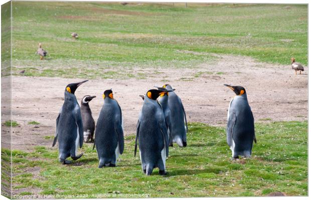 king Penguins Falklands wild life South America   Canvas Print by Holly Burgess