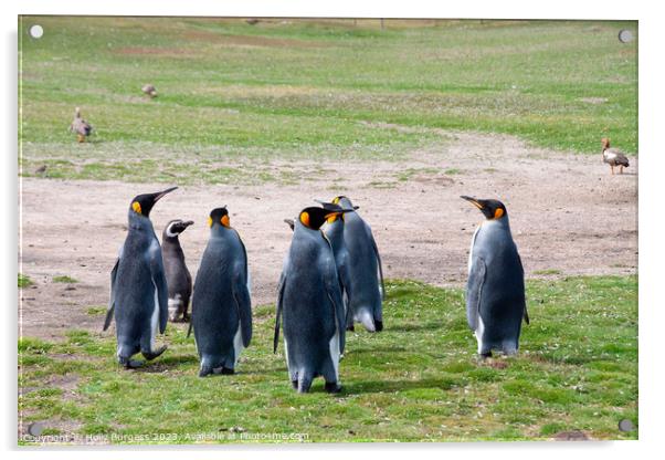 king Penguins Falklands wild life South America   Acrylic by Holly Burgess