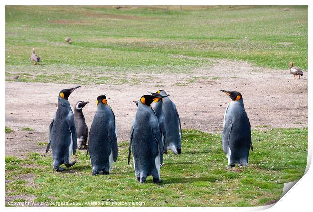 king Penguins Falklands wild life South America   Print by Holly Burgess
