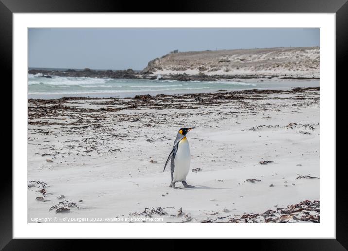 King penguins on Falklands beach  Framed Mounted Print by Holly Burgess