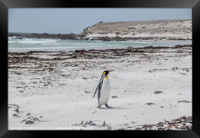 King penguins on Falklands beach  Framed Print by Holly Burgess