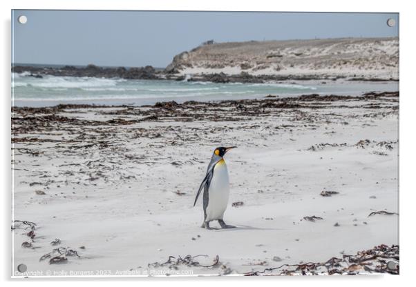 King penguins on Falklands beach  Acrylic by Holly Burgess