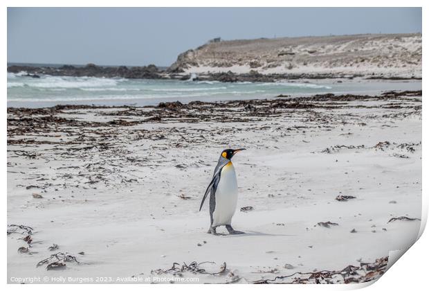King penguins on Falklands beach  Print by Holly Burgess
